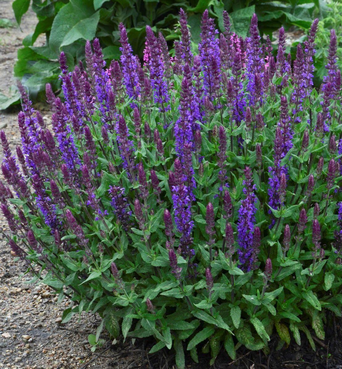 Salvia nemorosa 'New Dimension Blue' (New Dimension Blue Sage)