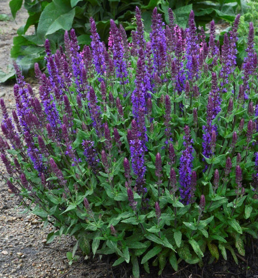 Salvia nemorosa 'New Dimension Blue' (New Dimension Blue Sage)