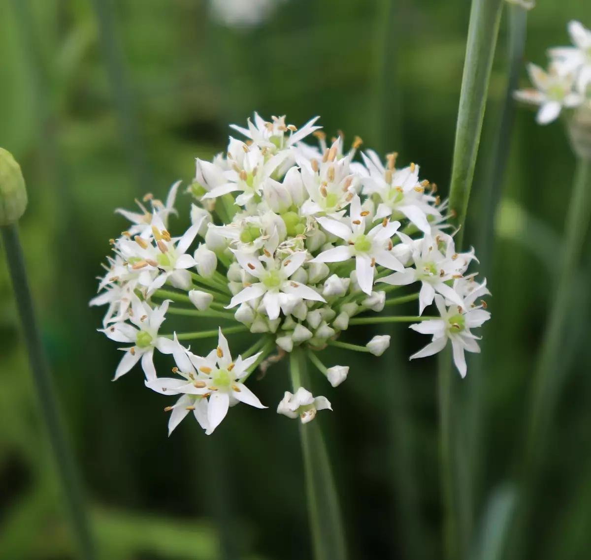 Allium tuberosum (Garlic Chives)