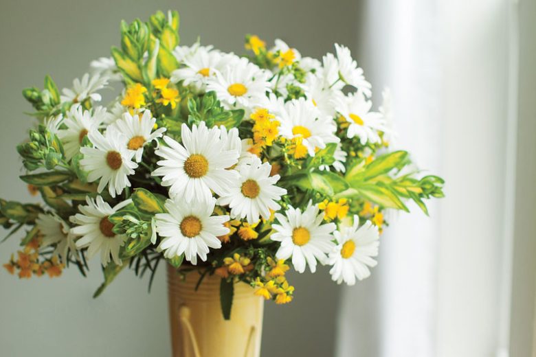 Argyranthemum frutescens (Marguerite Daisy)
