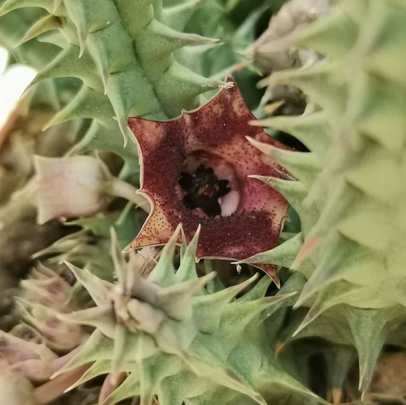 Huernia macrocarpa (Carrion Flower)
