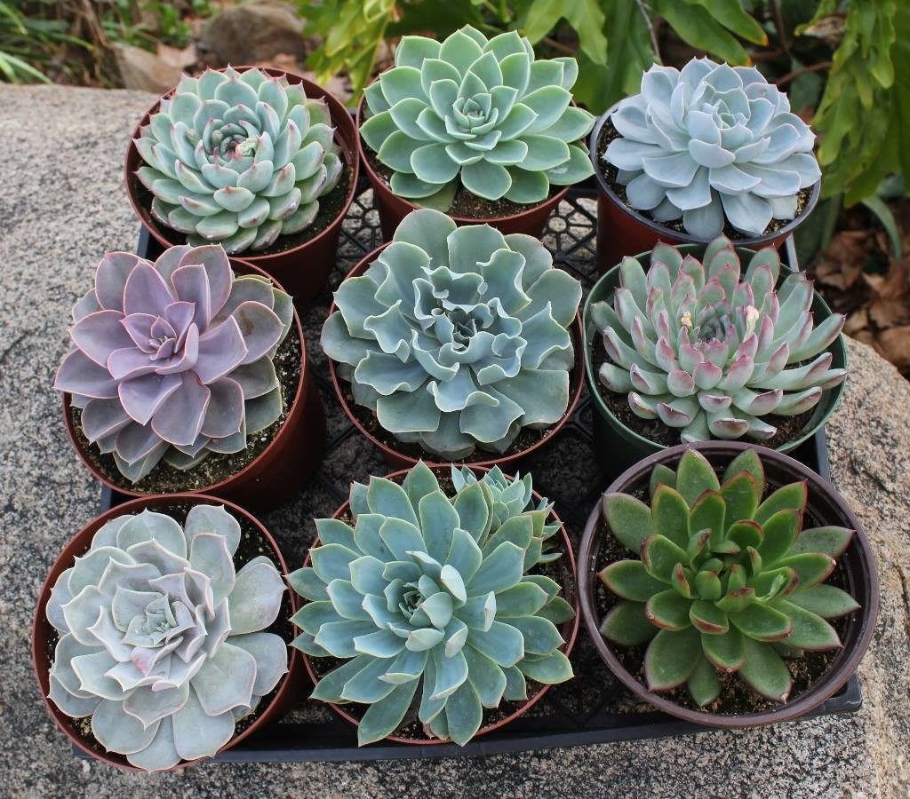 Echeveria spp. Assorted (Rosette Succulents)