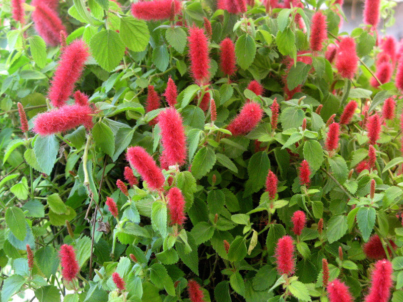 Acalypha Reptans (Red Cats Tail)