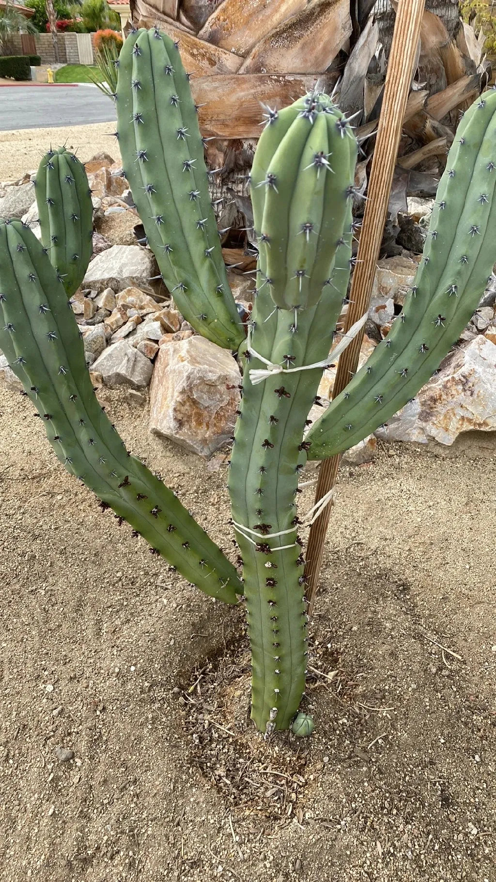 Myrtillocactus Cochal (Candelabra Cactus)