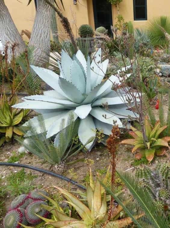 Agave Titanota (Titanota Agave)