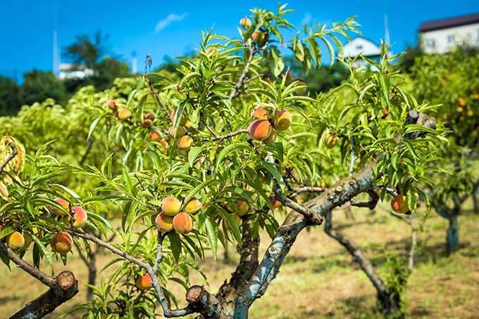 Prunus Persica ‘Golden Queen’ (Golden Queen Peach)