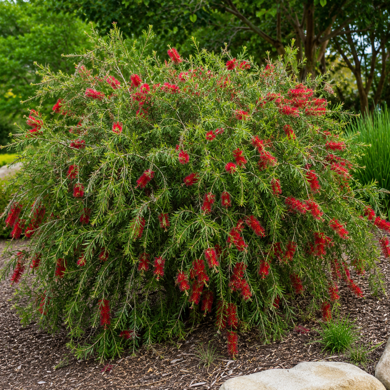 Callistemon Hybrid ‘Mary MacKillop’ (Mary MacKillop Bottlebrush)