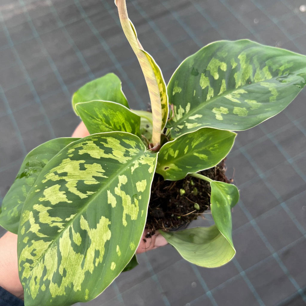 Homalomena Camouflage