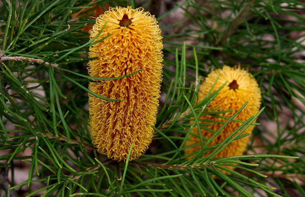 Banksia Spinulosa ‘Bold And Gold’ (Hairpin Banksia)