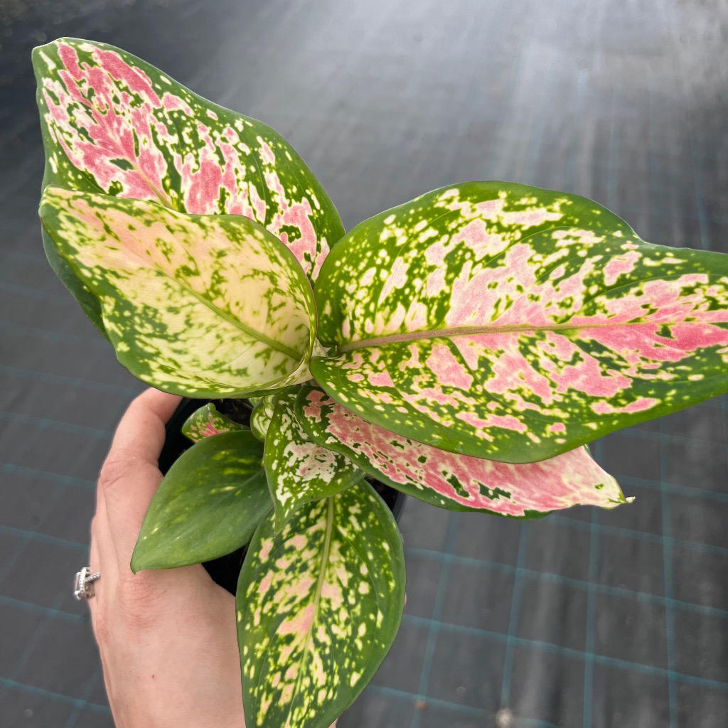 Aglaonema ‘Favonian’ (Chinese Evergreen)