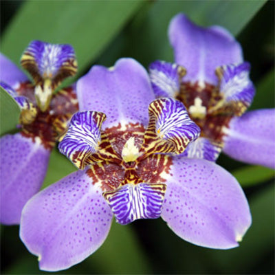 Neomarica caerulea ‘Regina’