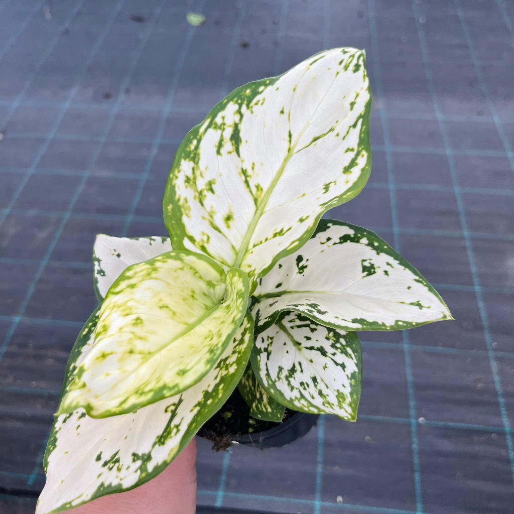 Aglaonema ‘White Valentine’ (Chinese Evergreen)