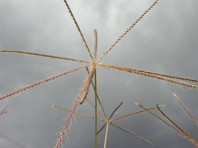 Chloris Truncata (Windmill Grass)