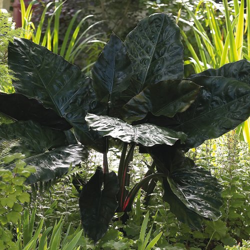 Alocasia plumbea 'Nigra' (Nigra Elephant Ear)