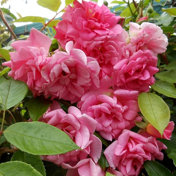 Rosa ‘Echo’ (Pink Climbing Rose)