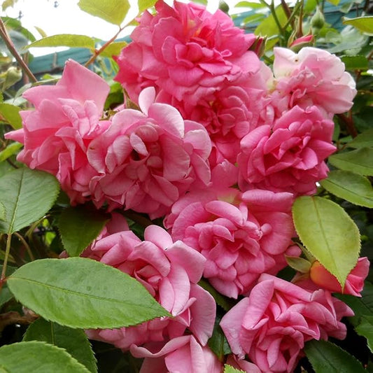 Rosa ‘Echo’ (Pink Climbing Rose)