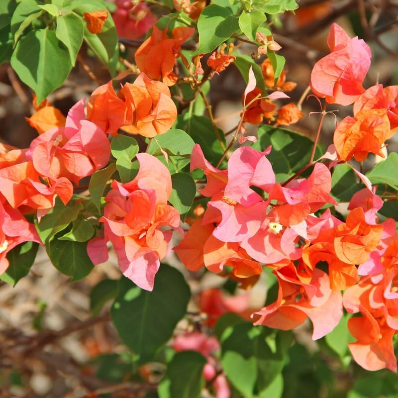 Bougainvillea glabra Orange Glory (Bougainvillea Orange Glory)