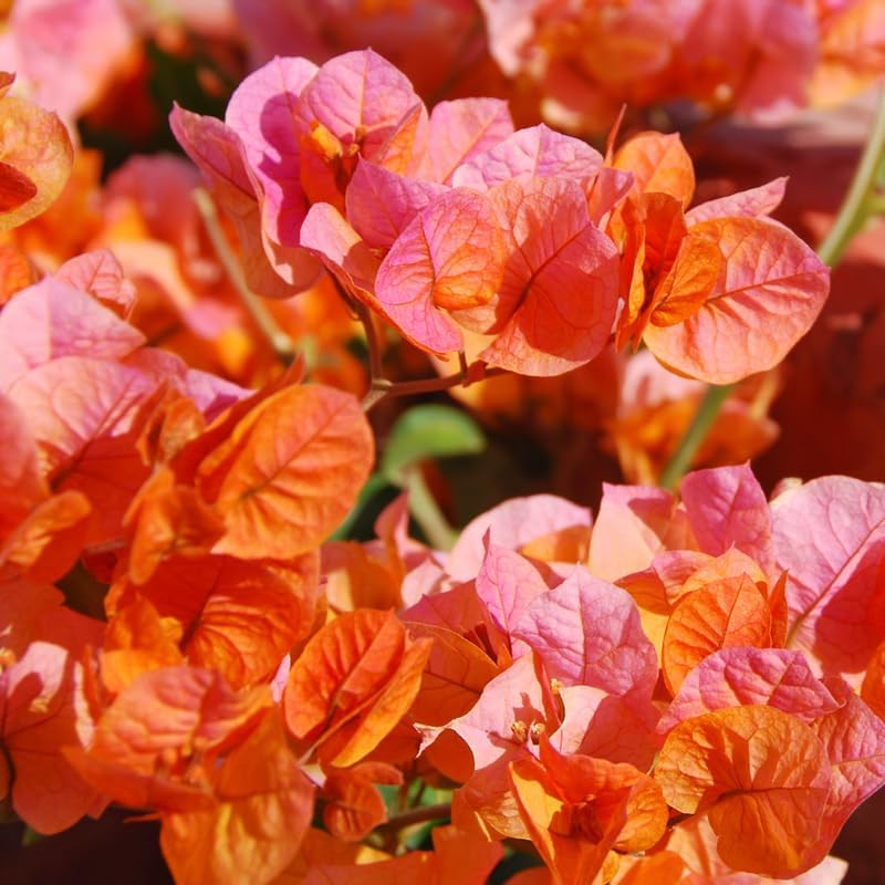 Bougainvillea glabra Orange Glory (Bougainvillea Orange Glory)