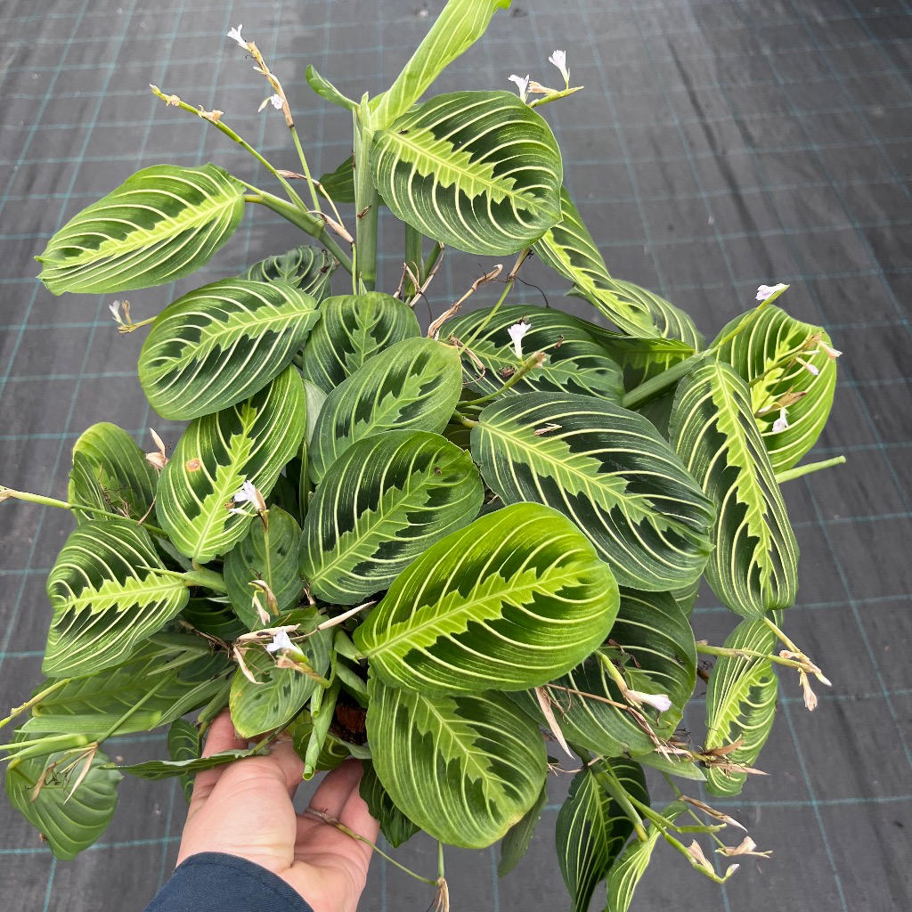 Maranta leuconeura ‘Lemon Lime’ (Lemon Lime Prayer Plant)