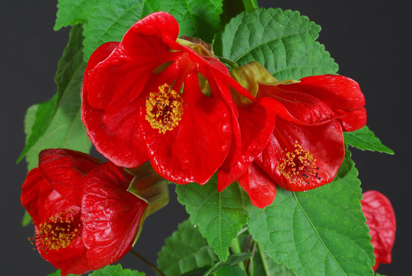 Abutilon ‘Lucky Lantern Red’ (Chinese Lantern)