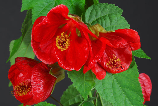 Abutilon ‘Lucky Lantern Red’ (Chinese Lantern)