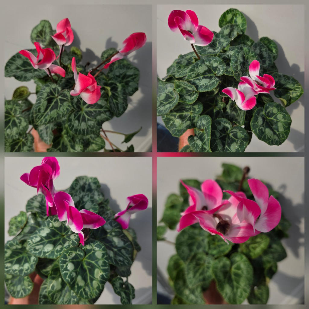 Cyclamen persicum ‘Indiaka Mix’ (Intermediate Cyclamen)