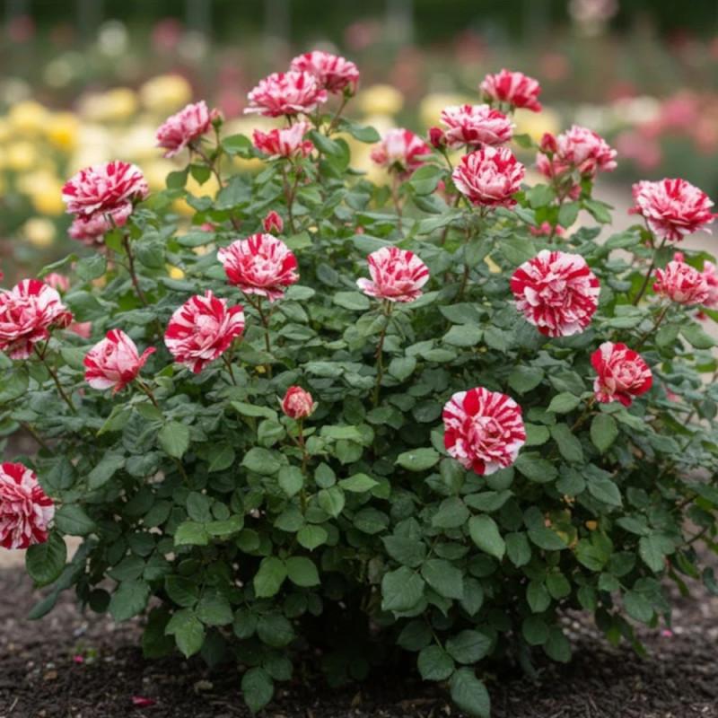 Rosa 'Scentimental' (Scentimental Floribunda Rose)
