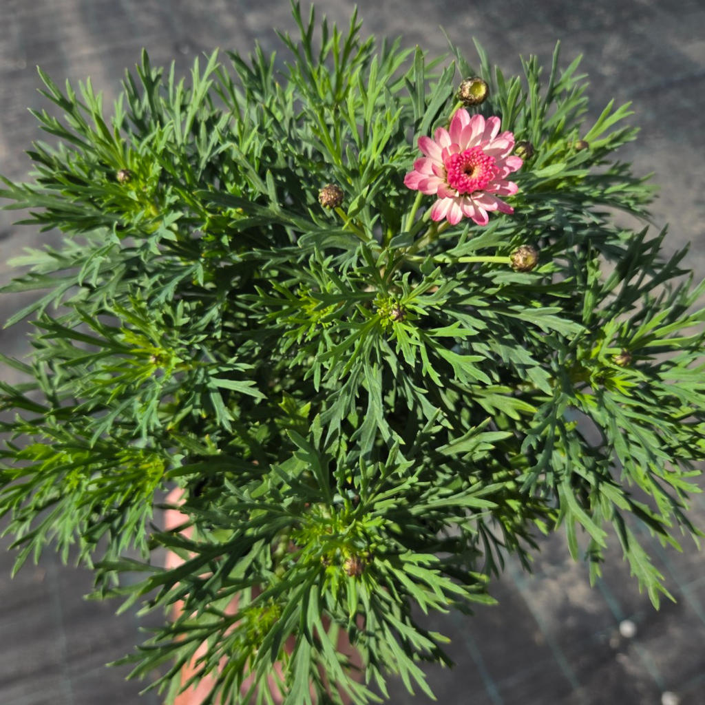 Argyranthemum frutescens ‘Honey Bees Fancy Pink Posy’ (Federation Daisy)