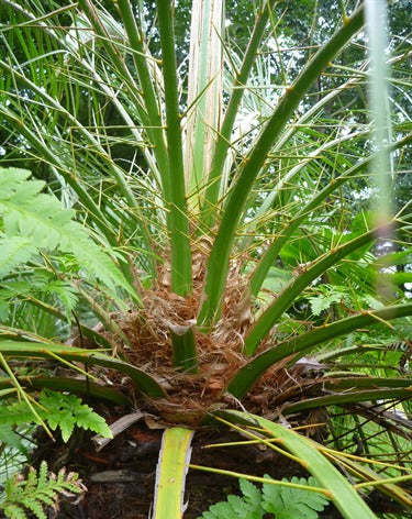 Phoenix roebelenii (Miniature Date Palm)
