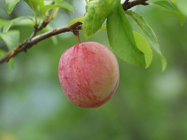 Prunus Salicina 'Sugar' (Plum Sugar)