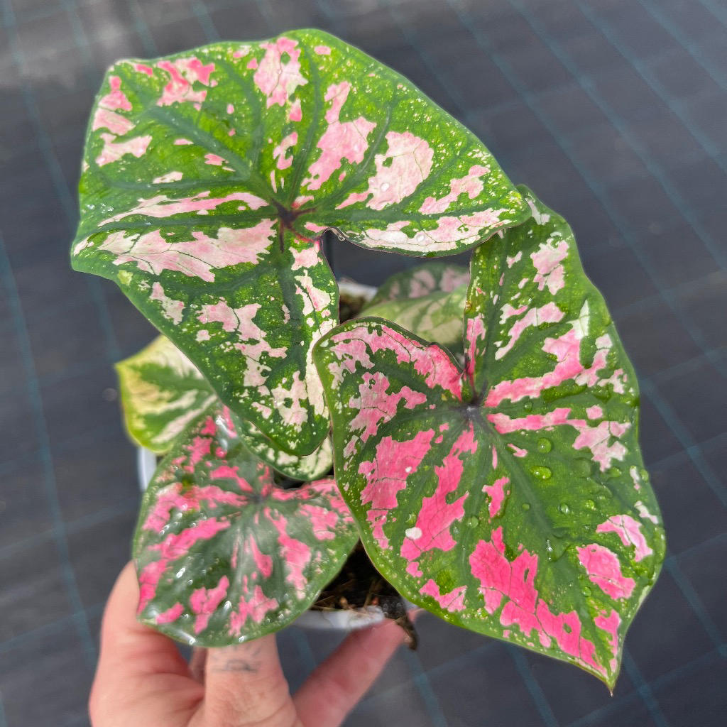Caladium (Purple light)