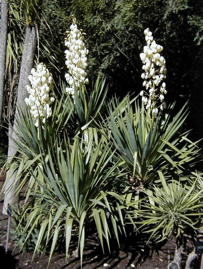 Yucca recurvifolia (Curve-leaf Yucca)