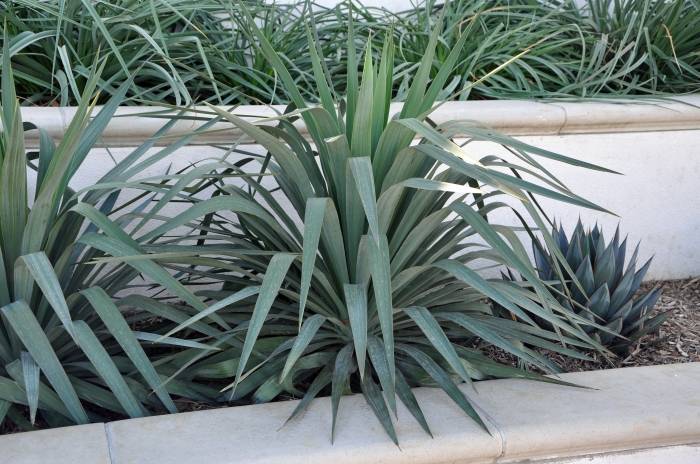 Yucca recurvifolia (Curve-leaf Yucca)