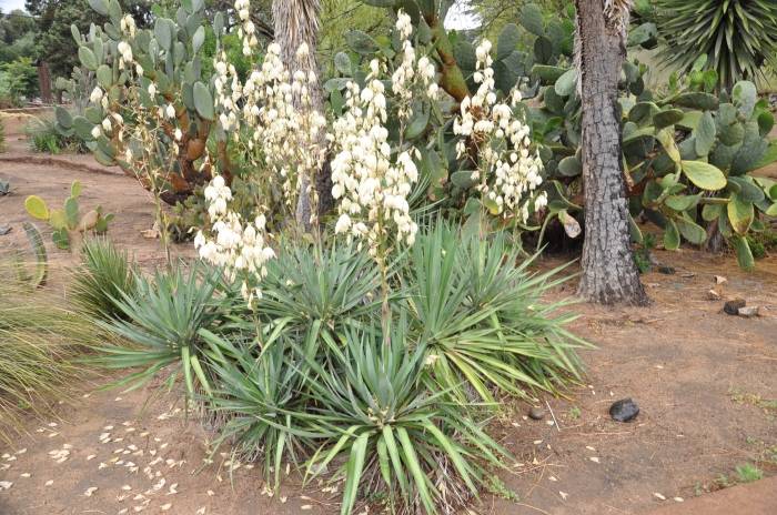 Yucca recurvifolia (Curve-leaf Yucca)