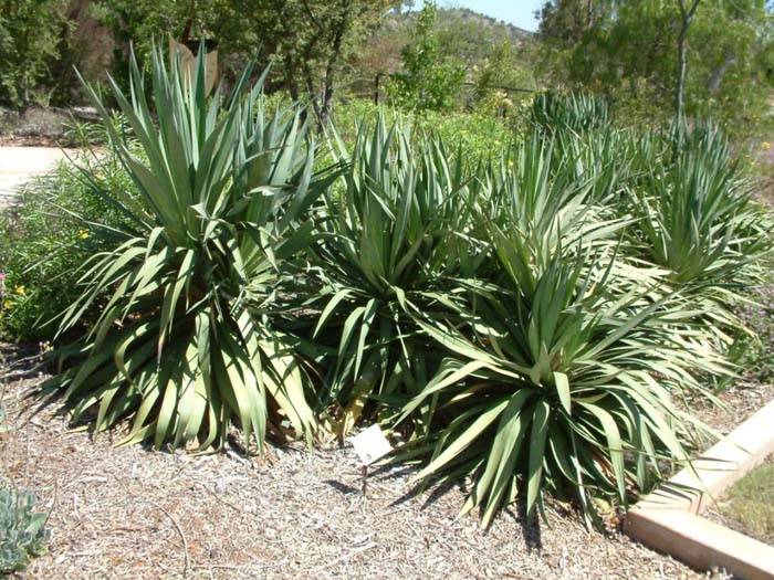 Yucca recurvifolia (Curve-leaf Yucca)