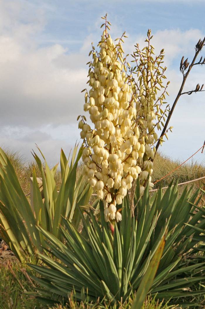 Yucca recurvifolia (Curve-leaf Yucca)