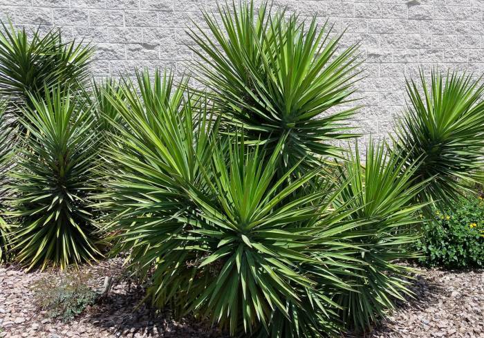 Yucca recurvifolia (Curve-leaf Yucca)