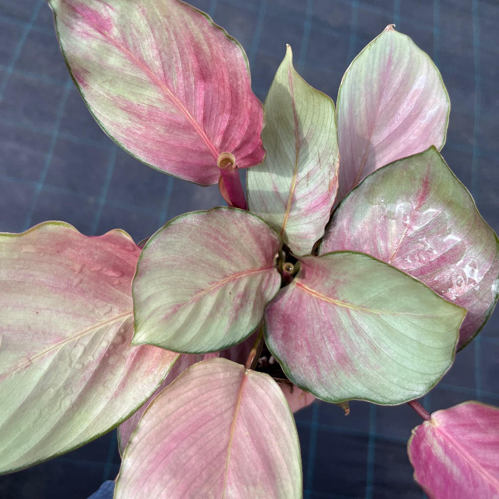 Goeppertia (Calathea) ‘Silver Plate’ (Calathea Silver Plate)