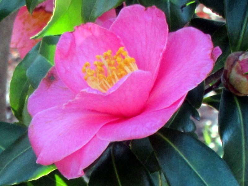 Camellia sasanqua ‘Egao’