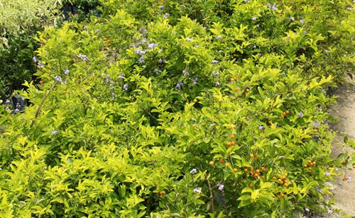 Duranta erecta Sheena’s Gold (Sheena’s Gold)