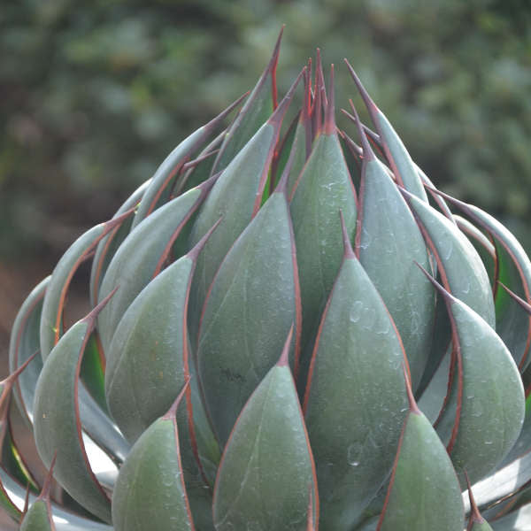 Mangave ‘Praying Hands’ (Mangave)