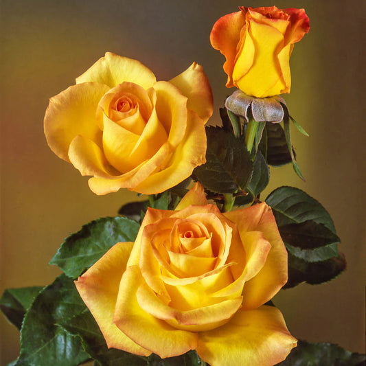Rosa ‘Gold Medal’ (Gold Medal Rose)