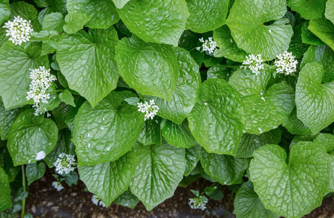 Eutrema Japonica (Wasabi)