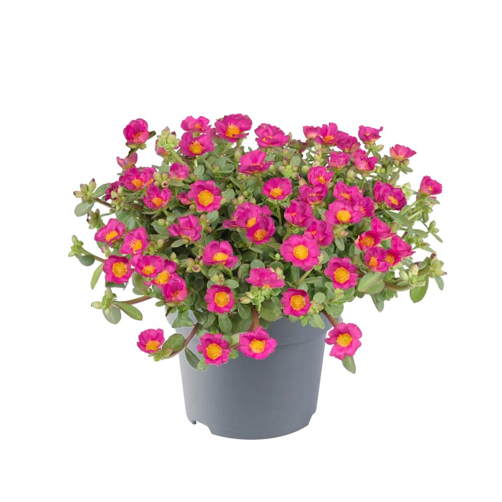Portulaca oleracea ‘Pazzaz™ Deep Pink’ (Deep Pink Purslane)