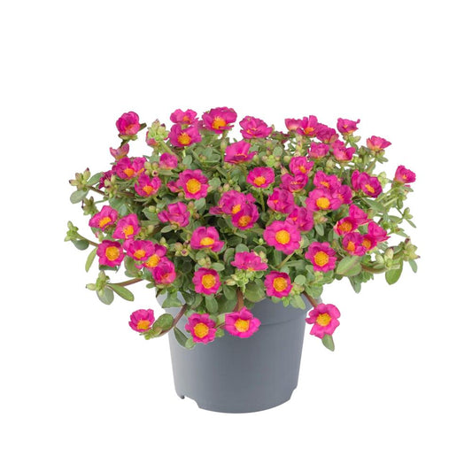 Portulaca oleracea ‘Pazzaz™ Deep Pink’ (Deep Pink Purslane)