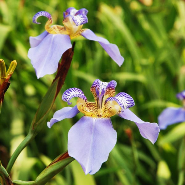 Neomarica caerulea ‘Regina’