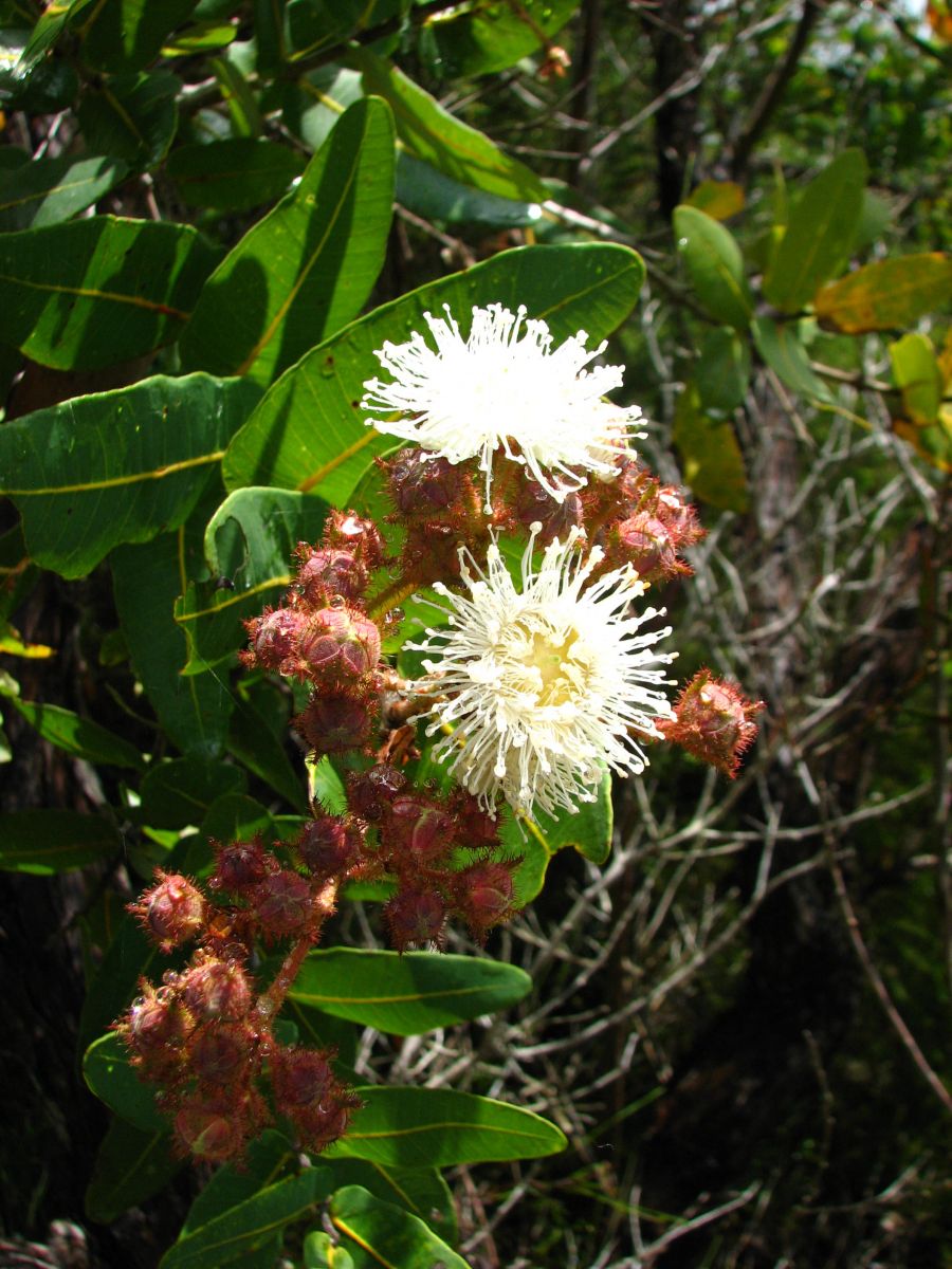 Angophora Hispida (Dwarf Apple)