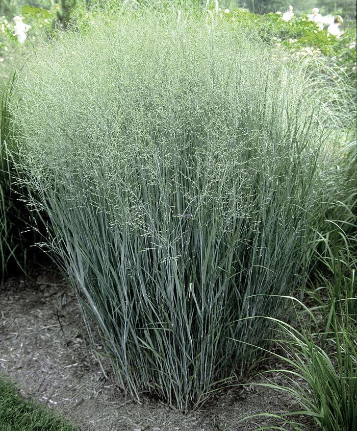 Panicum Virgatum 'Heavy Metal'