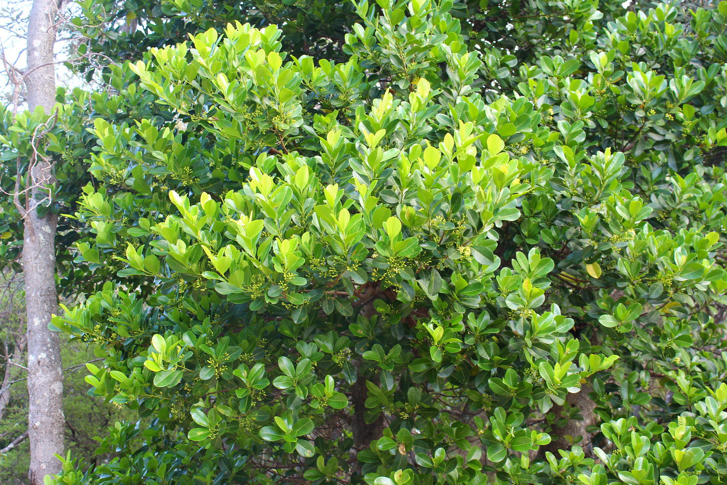 Acronychia Imperforata (Fragrant Acronychia / Beach Acronychia)