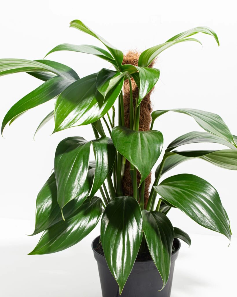 Rhaphidophora Decursiva (Dragon Tail)